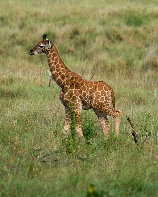 giraffe2.jpg