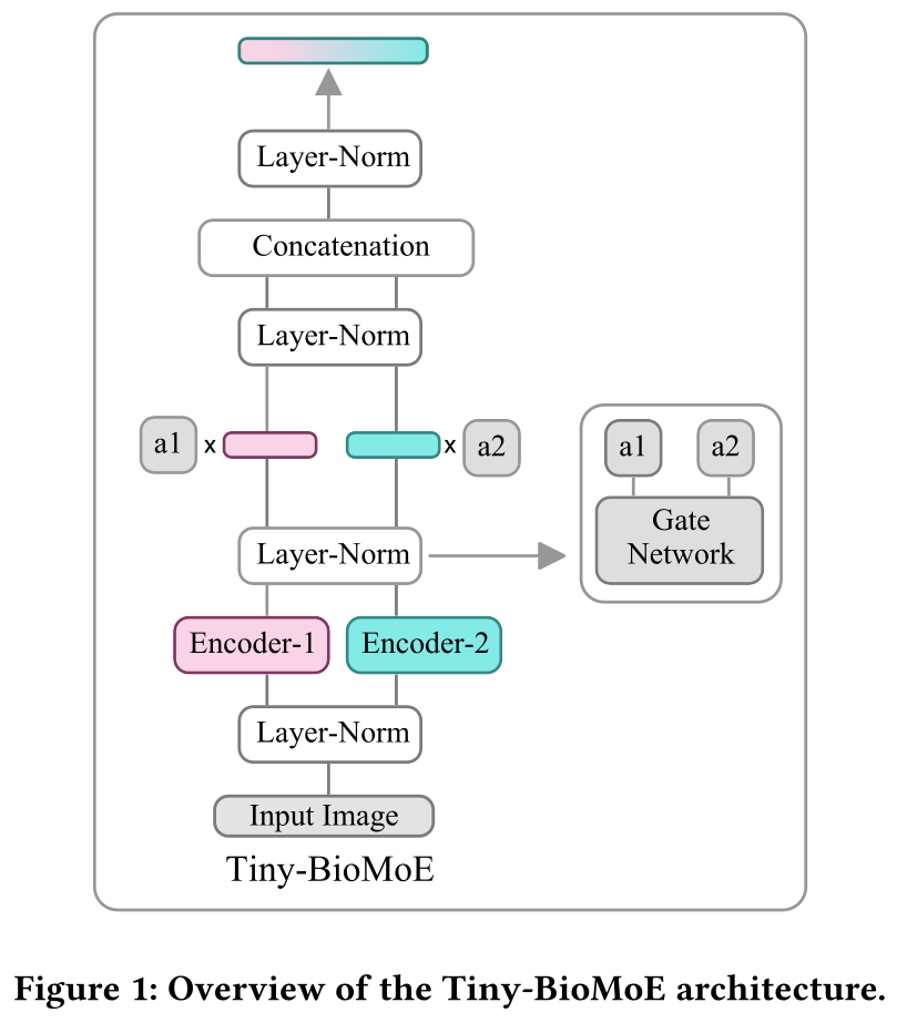 Tiny-BioMoE overview